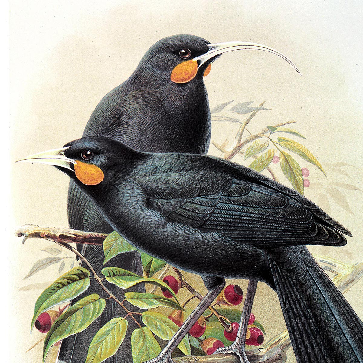 Buller's Birds – vintage bird art prints collection