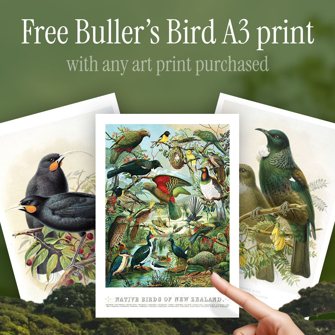 Bonus print of the month! collection