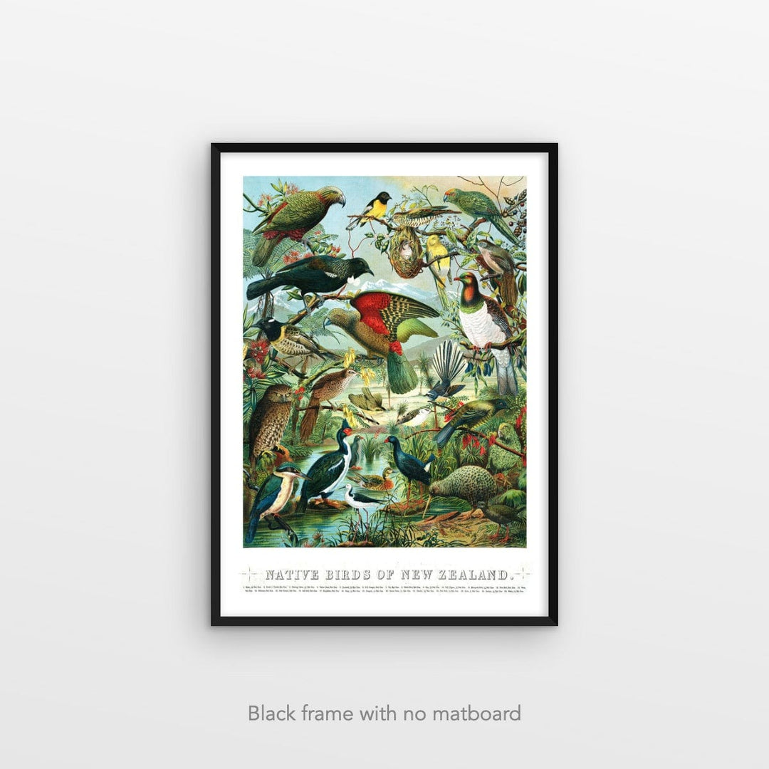 Native Birds of New Zealand' Vintage Art Print – Fishmob - Iconic